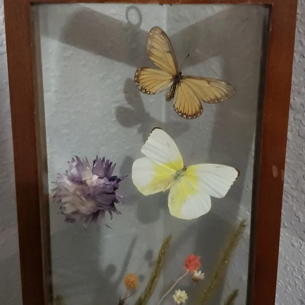 Stunning Butterfly & Dried Flowers Mounted In Shadow Box Framed Wall Art